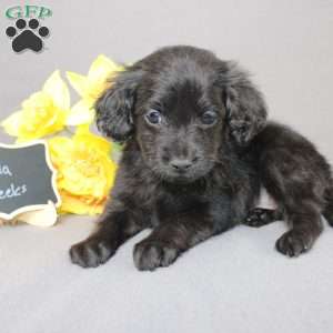 Darla, Golden Cavadoodle Puppy