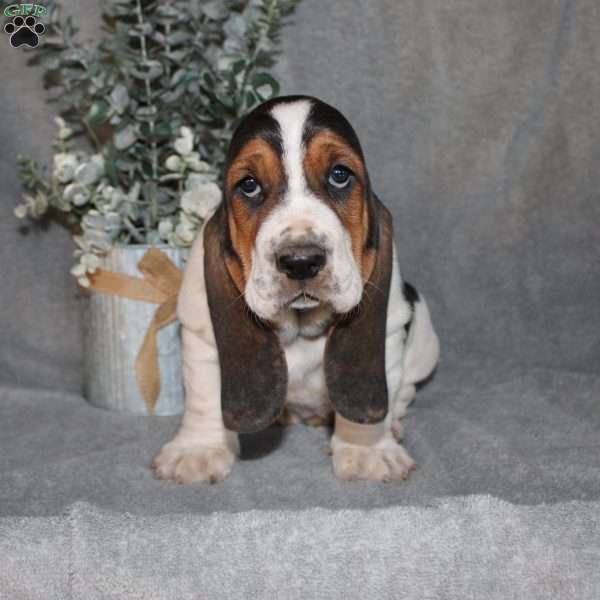 Bonsai, Basset Hound Puppy