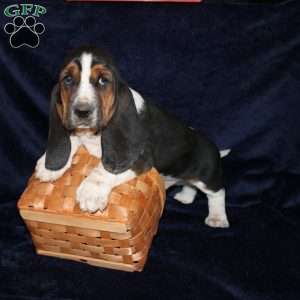 Boomer, Basset Hound Puppy