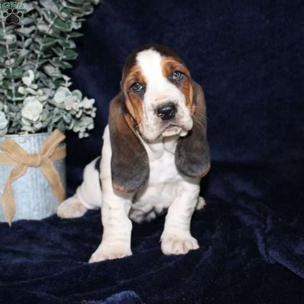 Blossom, Basset Hound Puppy