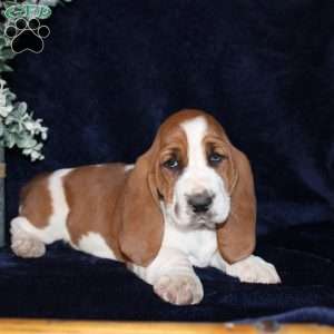 Biscuit, Basset Hound Puppy