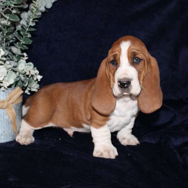 Button, Basset Hound Puppy