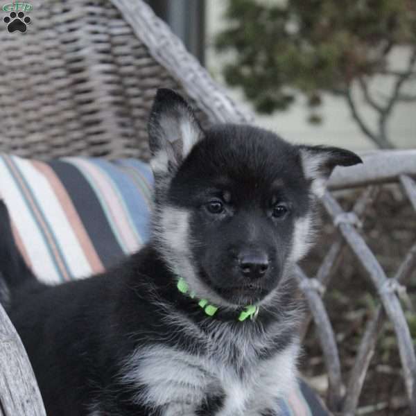 Bruce, German Shepherd Mix Puppy