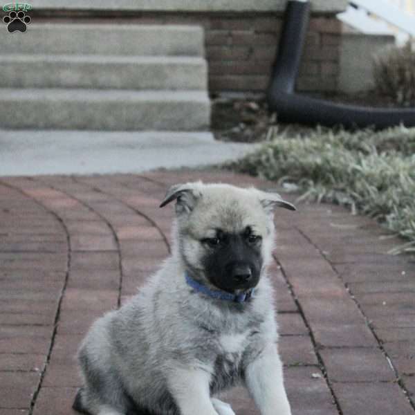 Buck, German Shepherd Mix Puppy