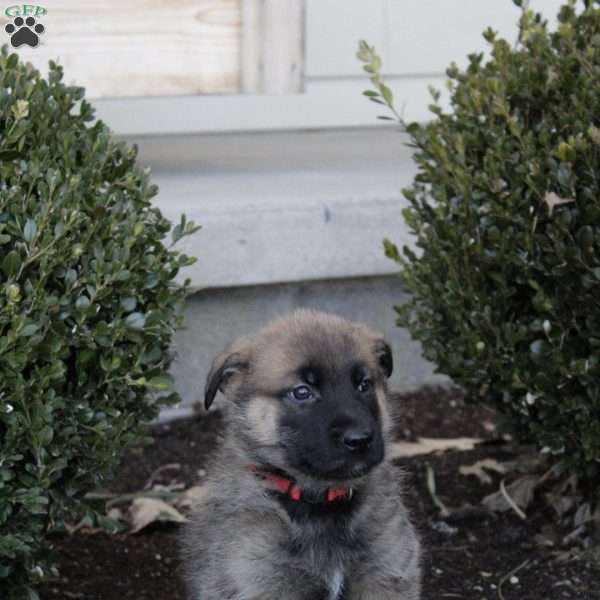 Bear, German Shepherd Mix Puppy