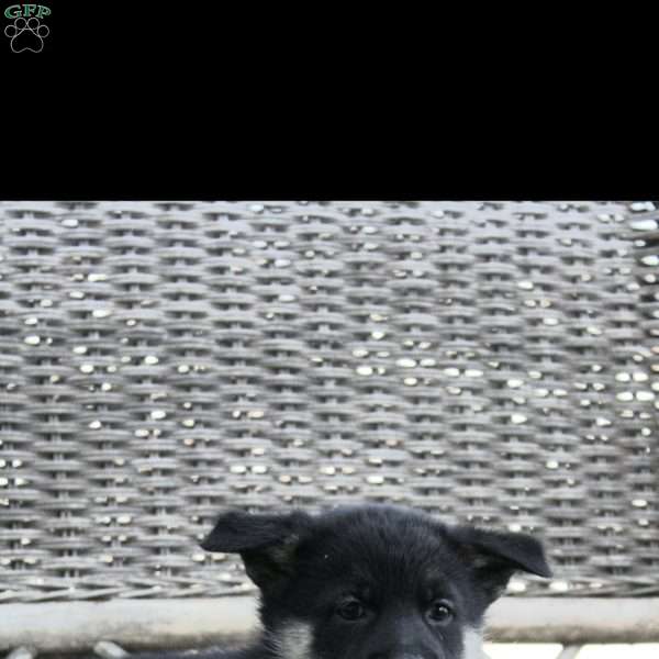 Blessing, German Shepherd Mix Puppy