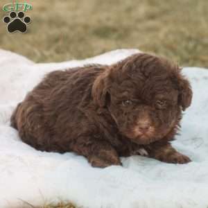 Lily, Toy Poodle Puppy