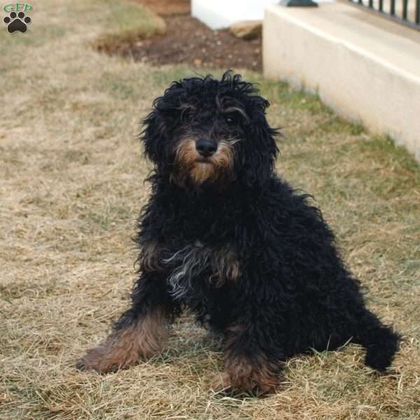 Luna, Cavapoo Puppy