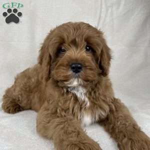 Teddy, Cavapoo Puppy