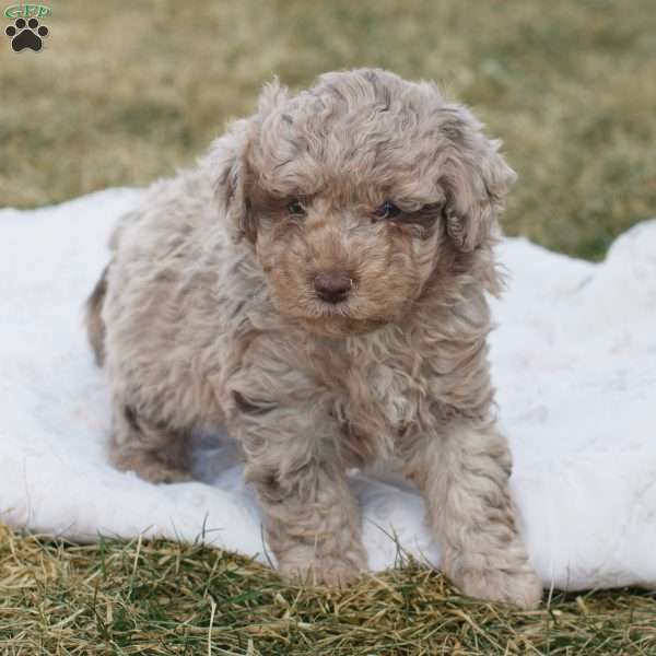 Lucas, Toy Poodle Puppy