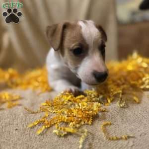 Albert, Jack Russell Terrier Puppy