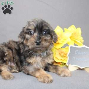 Davon, Golden Cavadoodle Puppy