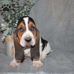 Bonsai, Basset Hound Puppy