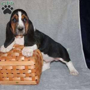 Boomer, Basset Hound Puppy