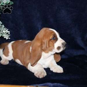 Biscuit, Basset Hound Puppy