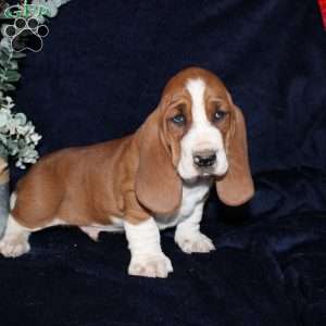 Button, Basset Hound Puppy