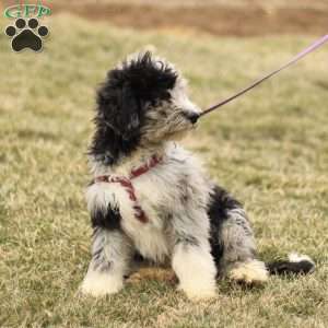 Toby, Mini Sheepadoodle Puppy