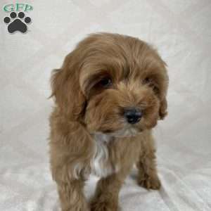 Luna, Cavapoo Puppy