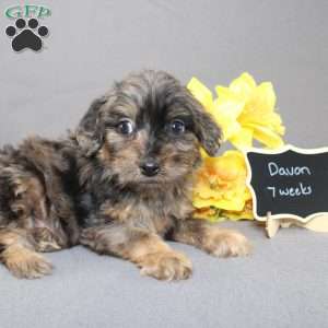 Davon, Golden Cavadoodle Puppy