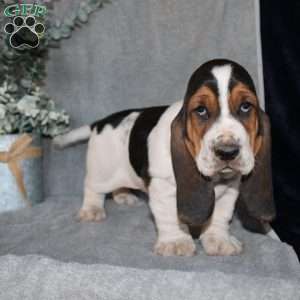 Bonsai, Basset Hound Puppy