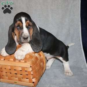 Boomer, Basset Hound Puppy