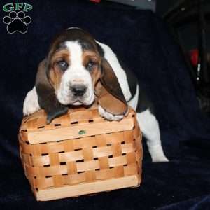 Blossom, Basset Hound Puppy