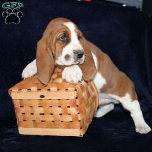 Biscuit, Basset Hound Puppy