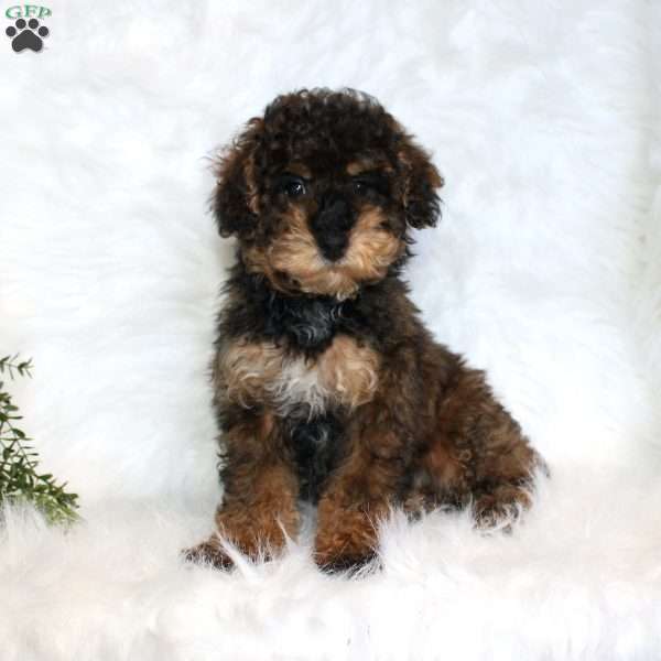 Jolly, Miniature Poodle Puppy