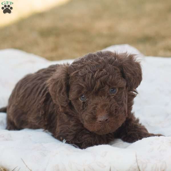 Leo, Toy Poodle Puppy