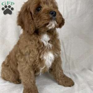 Teddy, Cavapoo Puppy