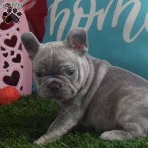 Dylan, French Bulldog Puppy