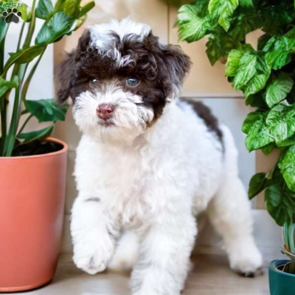 Archie, Miniature Poodle Puppy