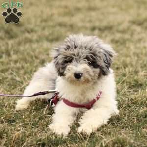 Tara, Mini Sheepadoodle Puppy