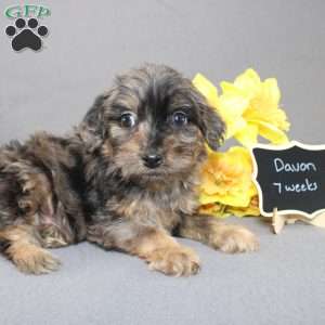 Davon, Golden Cavadoodle Puppy