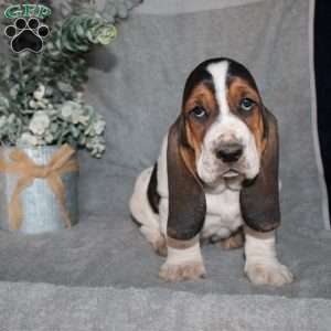 Bonsai, Basset Hound Puppy