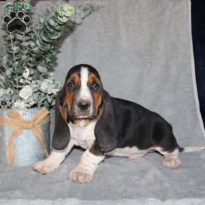 Boomer, Basset Hound Puppy