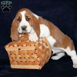 Biscuit, Basset Hound Puppy