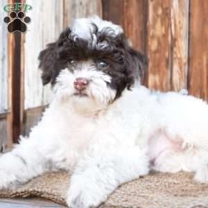 Archie, Miniature Poodle Puppy