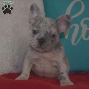 Mimi, French Bulldog Puppy