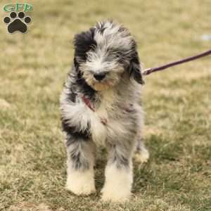 Toby, Mini Sheepadoodle Puppy