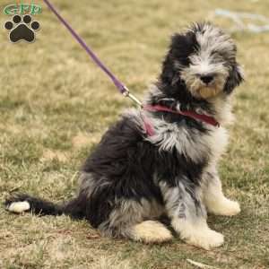 Toby, Mini Sheepadoodle Puppy