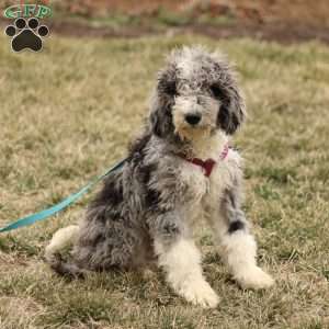 Tanner, Mini Sheepadoodle Puppy