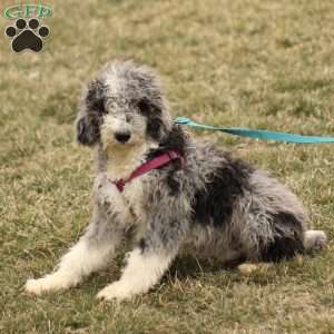 Tanner, Mini Sheepadoodle Puppy