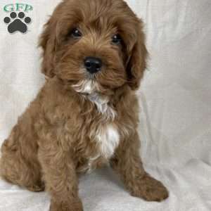 Teddy, Cavapoo Puppy