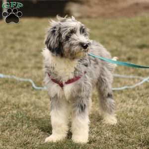 Tyler, Mini Sheepadoodle Puppy