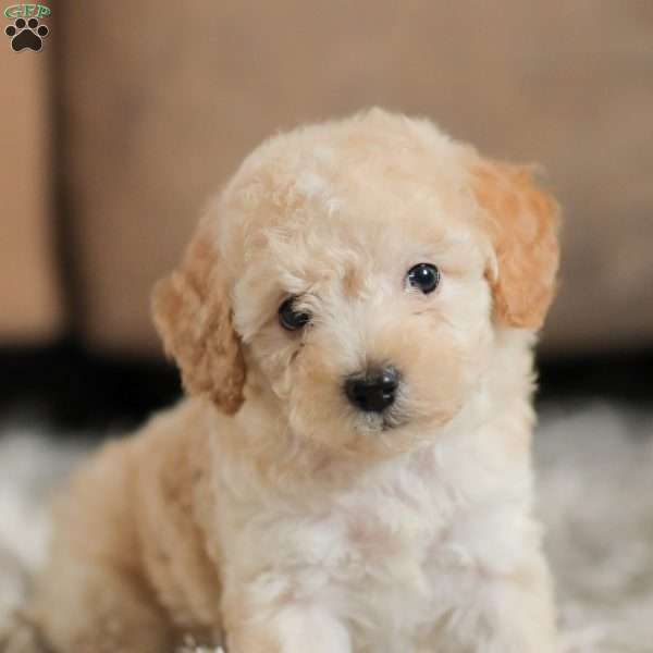 Charish, Miniature Poodle Puppy