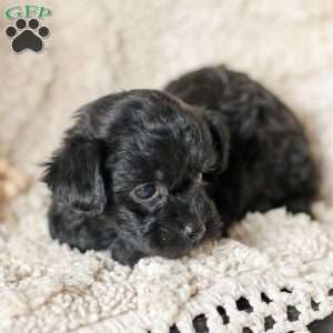 Oliver, Yorkie Poo Puppy