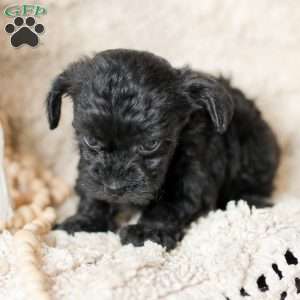 Oliver, Yorkie Poo Puppy