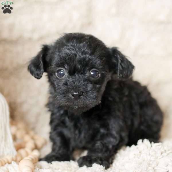 Oliver, Yorkie Poo Puppy