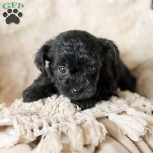 Oliver, Yorkie Poo Puppy